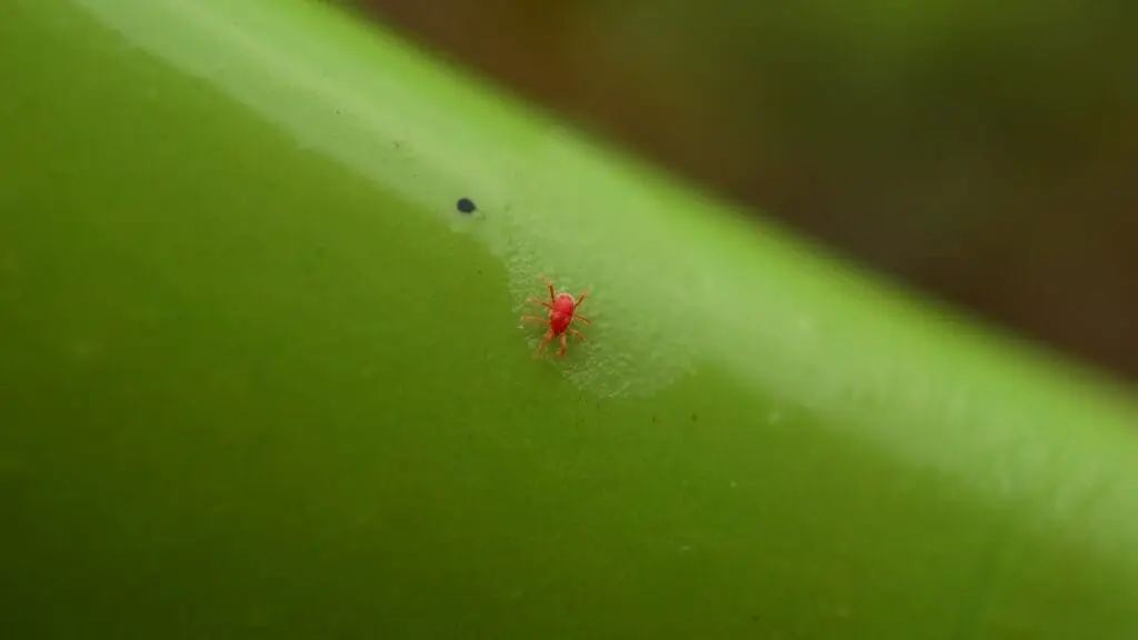 Lawn Chigger Control
