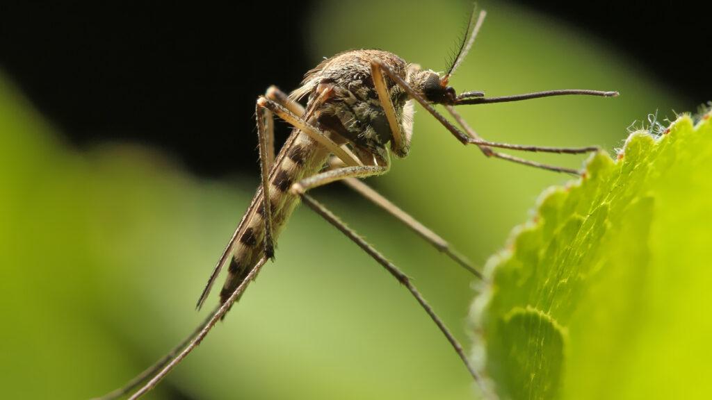 Mosquito Control Service