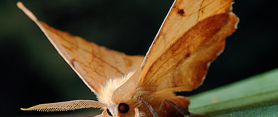 Moth Damage To Trees