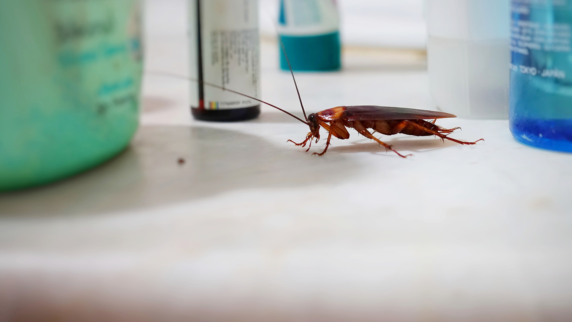 Roach Pest Treatments