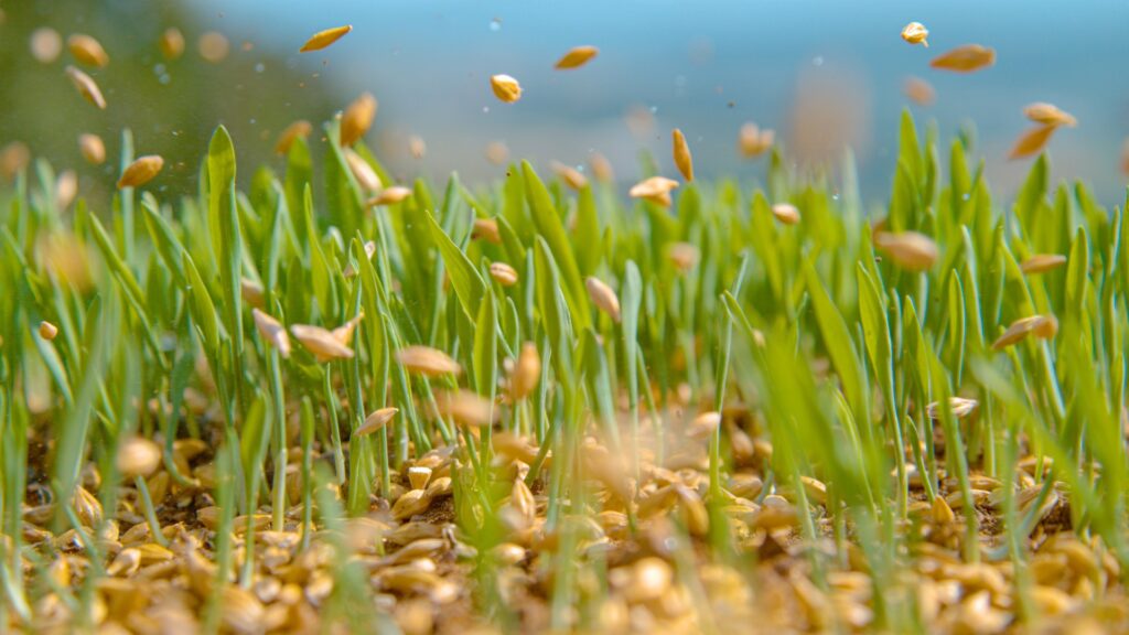 Lawn Overseeding