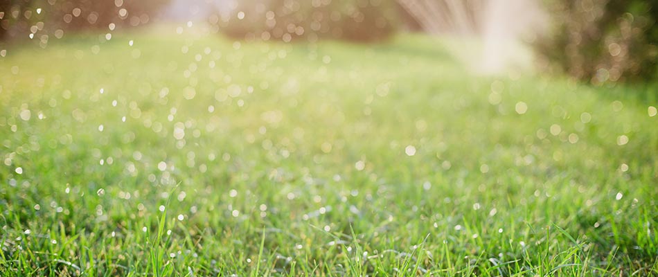 Lawn Watering Tips