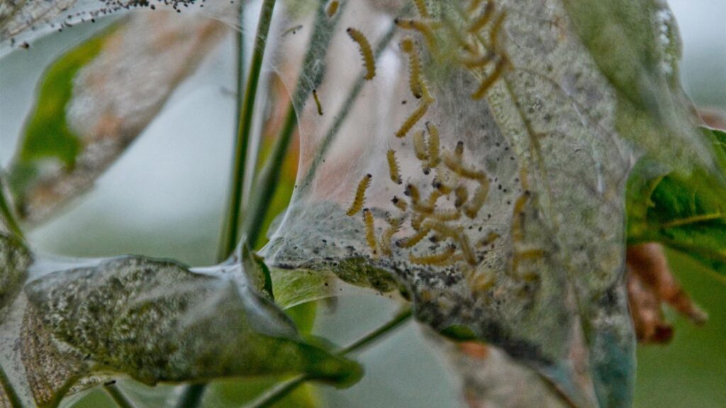 Webworm Treatment