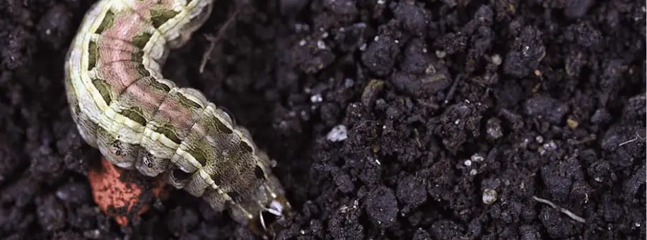 Fall armyworm larva with dark stripes and inverted Y head mark on an Oklahoma Bermuda lawn
